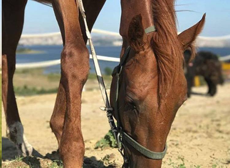 Avcılar Binicilik'de At Biniciliği ve Serpme Kahvaltı Seçenekleri-3